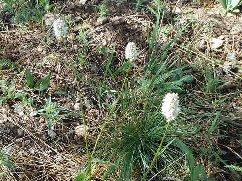 GDMBR: Maybe Sticky Tofieldia (in our camp site).